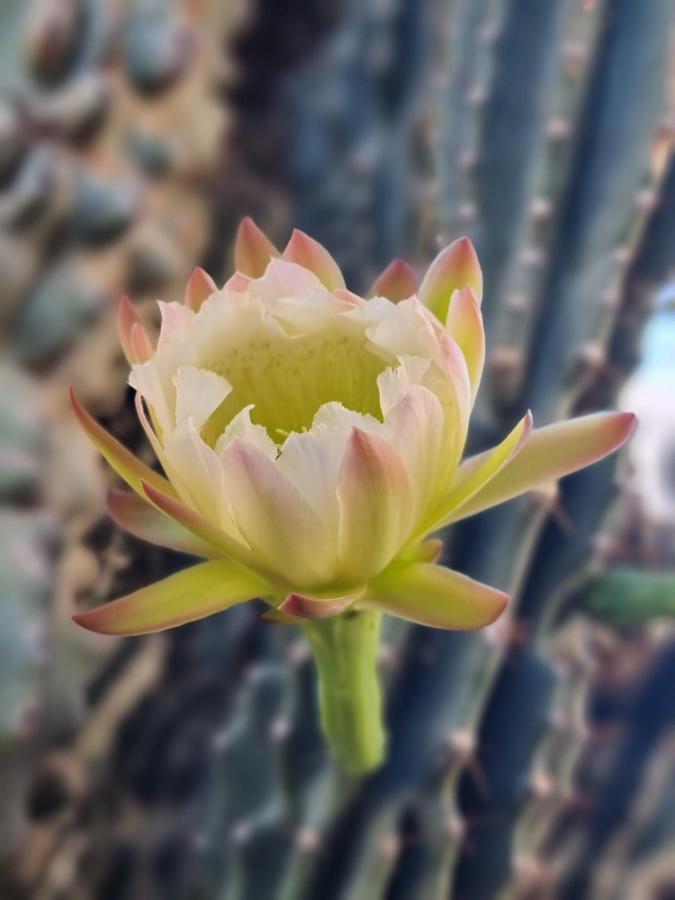 Cactus - Blooming Garden Apartments Kalamata Zewnętrze zdjęcie